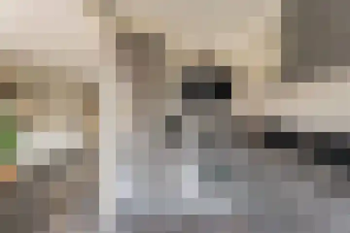 Paardebloem 16 Rijnsburg thumbnail 9