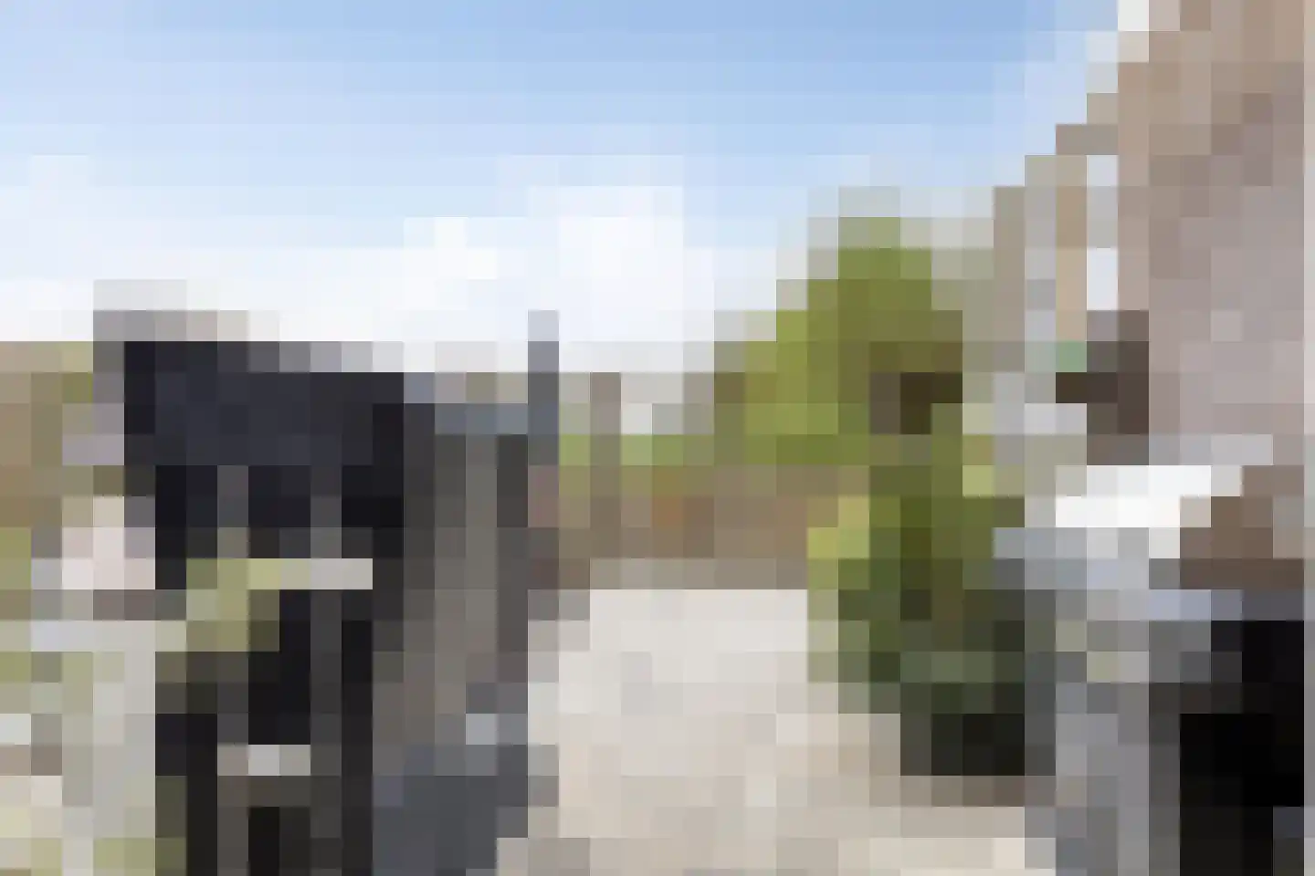 Paardebloem 19 Kampen thumbnail 20