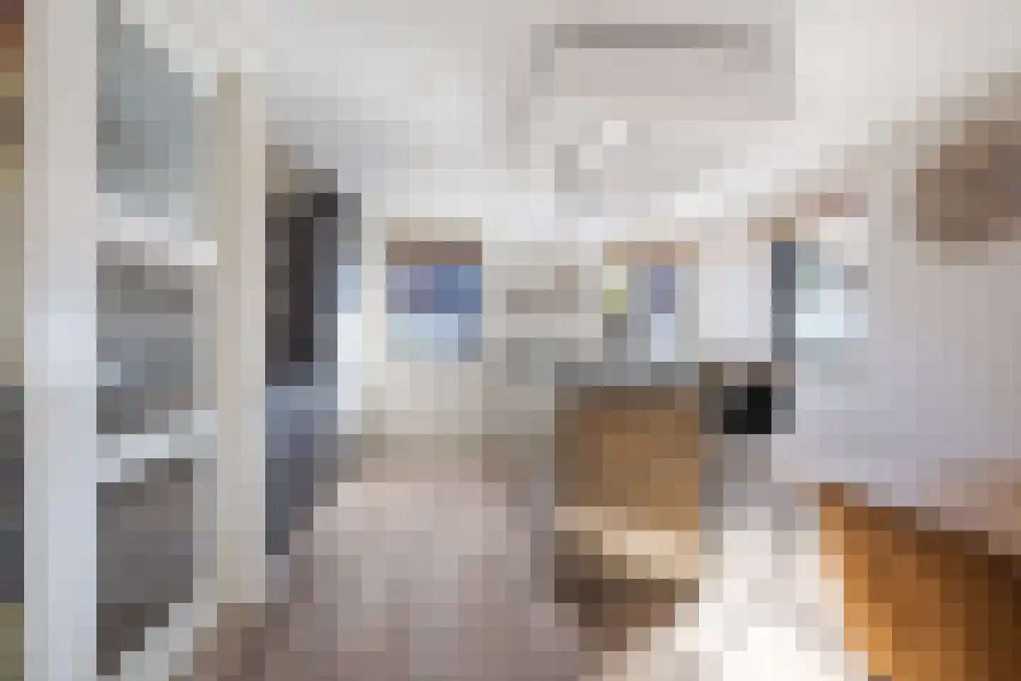 Paardebloem 21 Boekel thumbnail 7