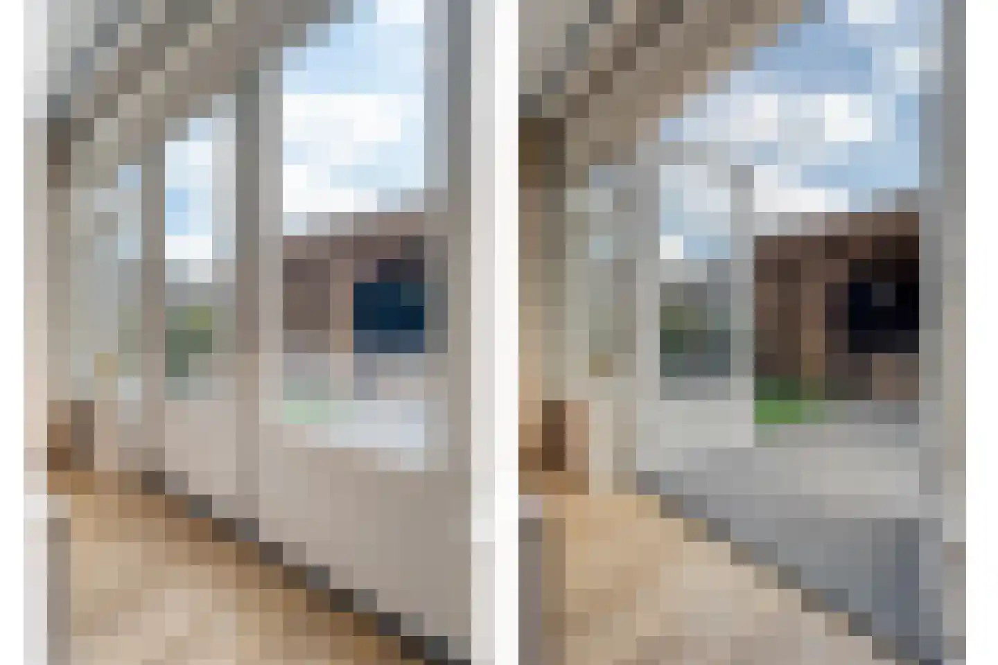 Paardebloem 21 Rijssen thumbnail 17