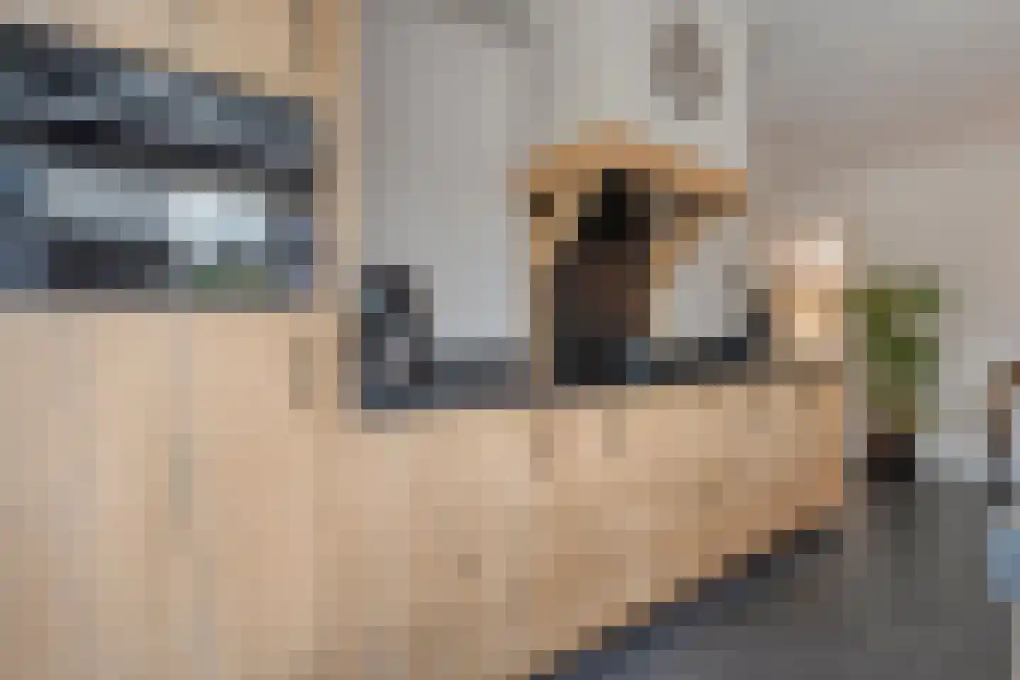 Paardebloem 21 Rijssen thumbnail 26