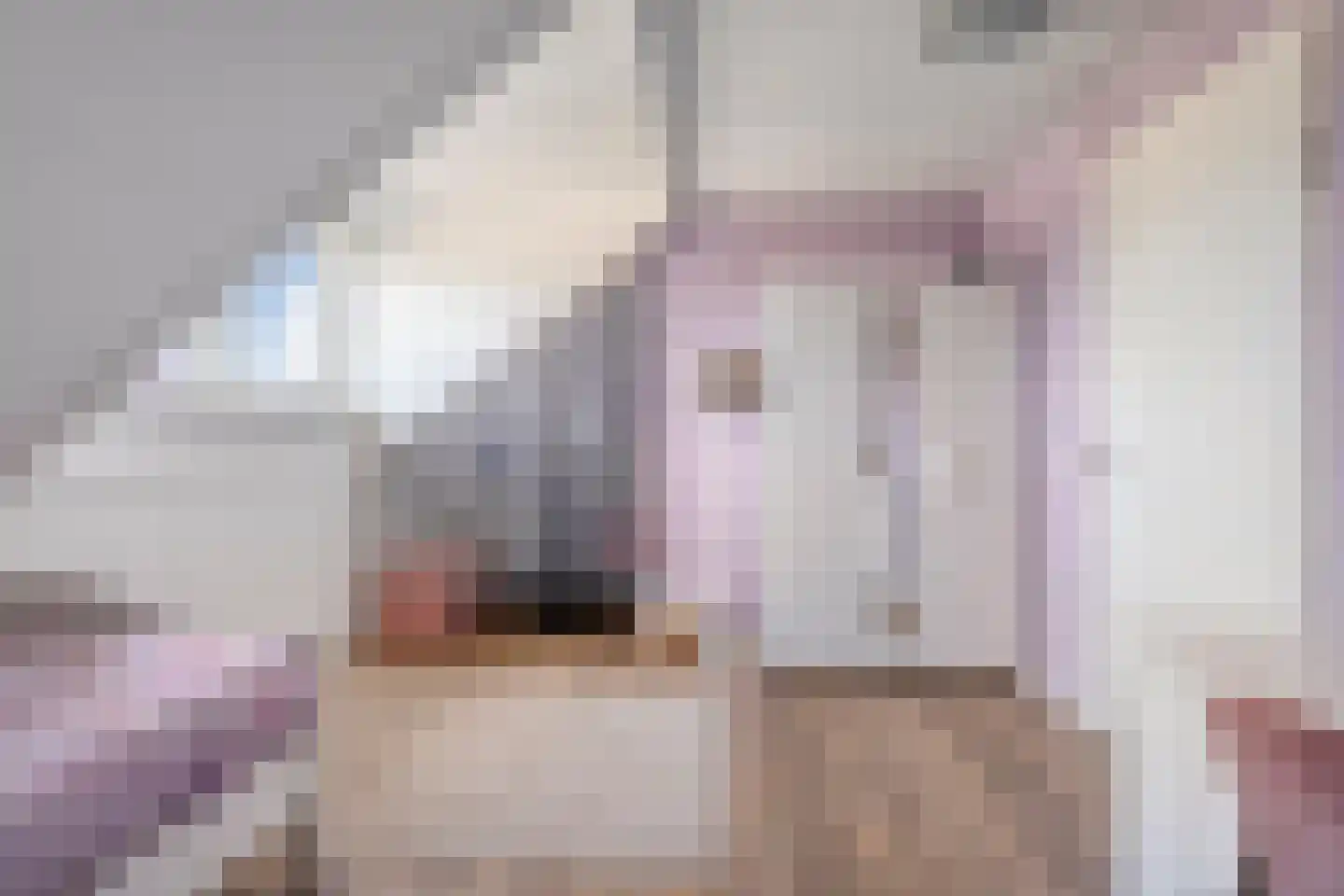Paardebloem 21 Rijssen thumbnail 47