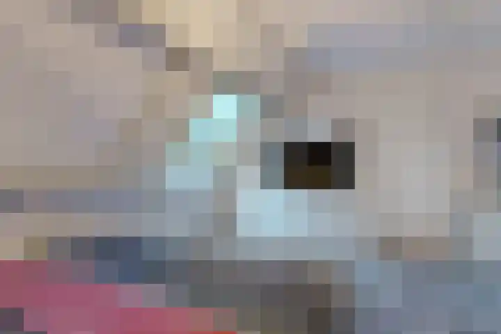 Paardebloem 66 Zwaag thumbnail 18