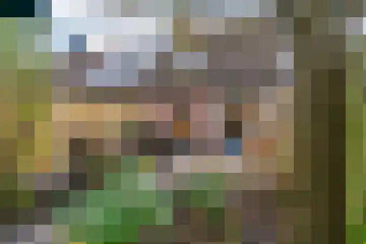 Paardebloem 66 Zwaag thumbnail 23
