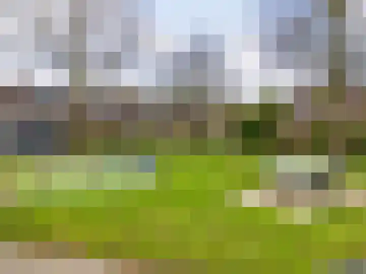 Paardebloem 66 Zwaag thumbnail 31