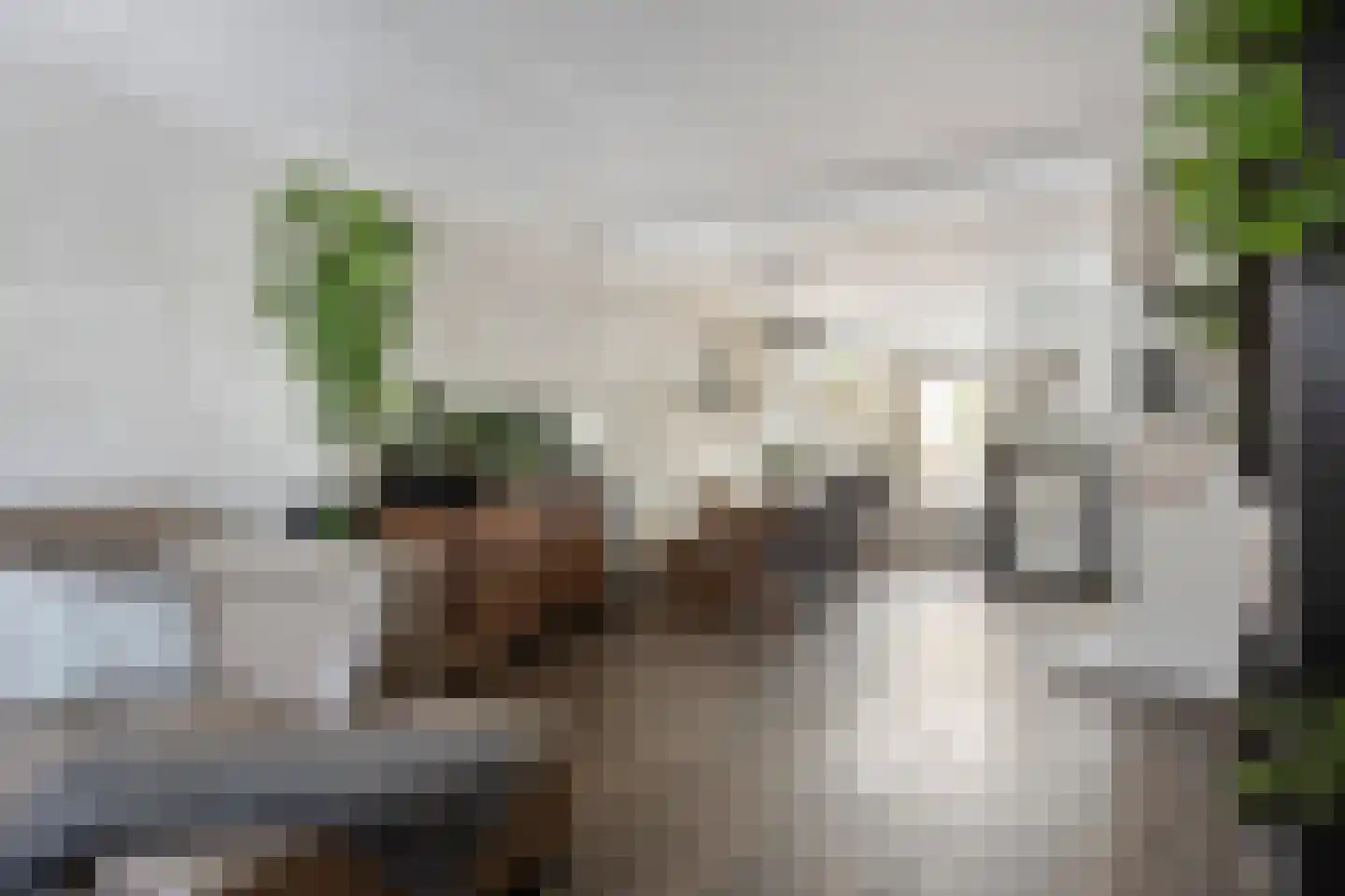 Paardebloem 7 Zwaag thumbnail 15
