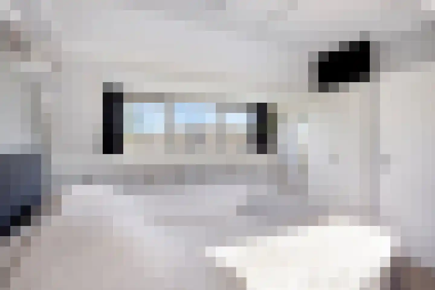 Paardebloem 7 Zwaag thumbnail 35
