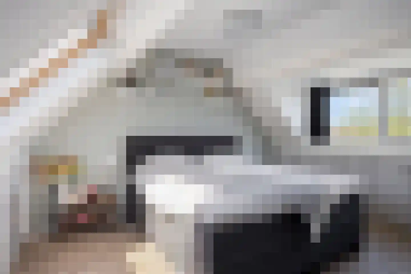 Paardebloem 7 Zwaag thumbnail 36