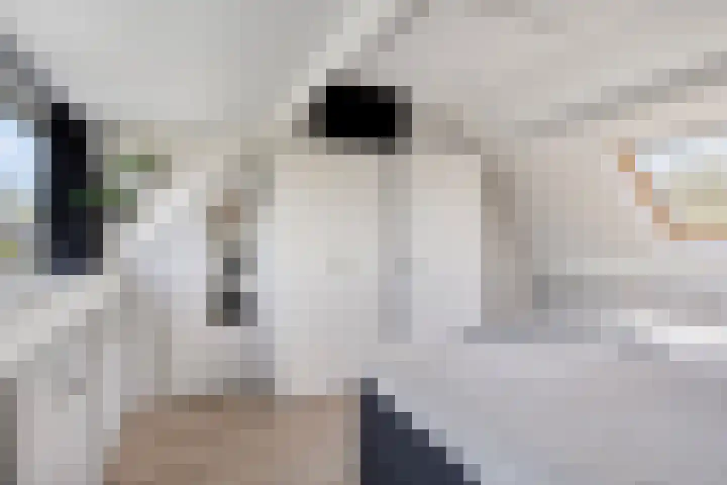 Paardebloem 7 Zwaag thumbnail 37