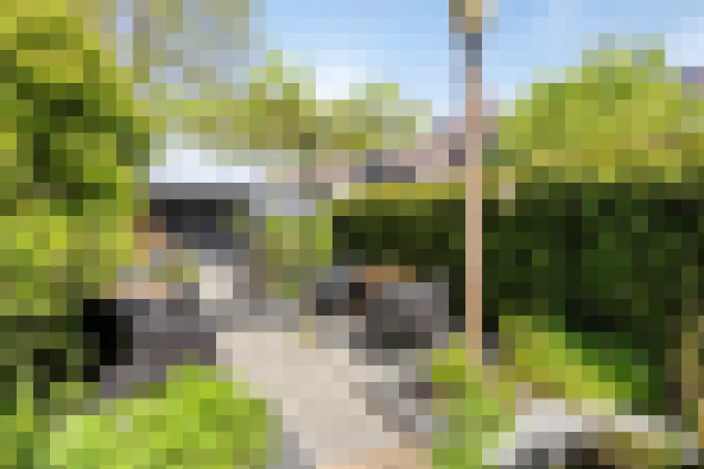 Paardebloem 7 Zwaag thumbnail 39