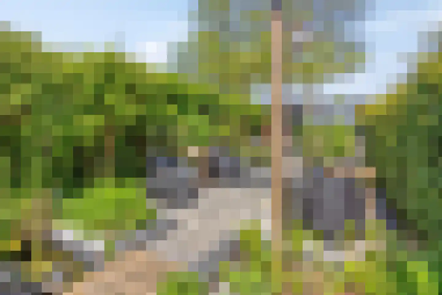 Paardebloem 7 Zwaag thumbnail 40