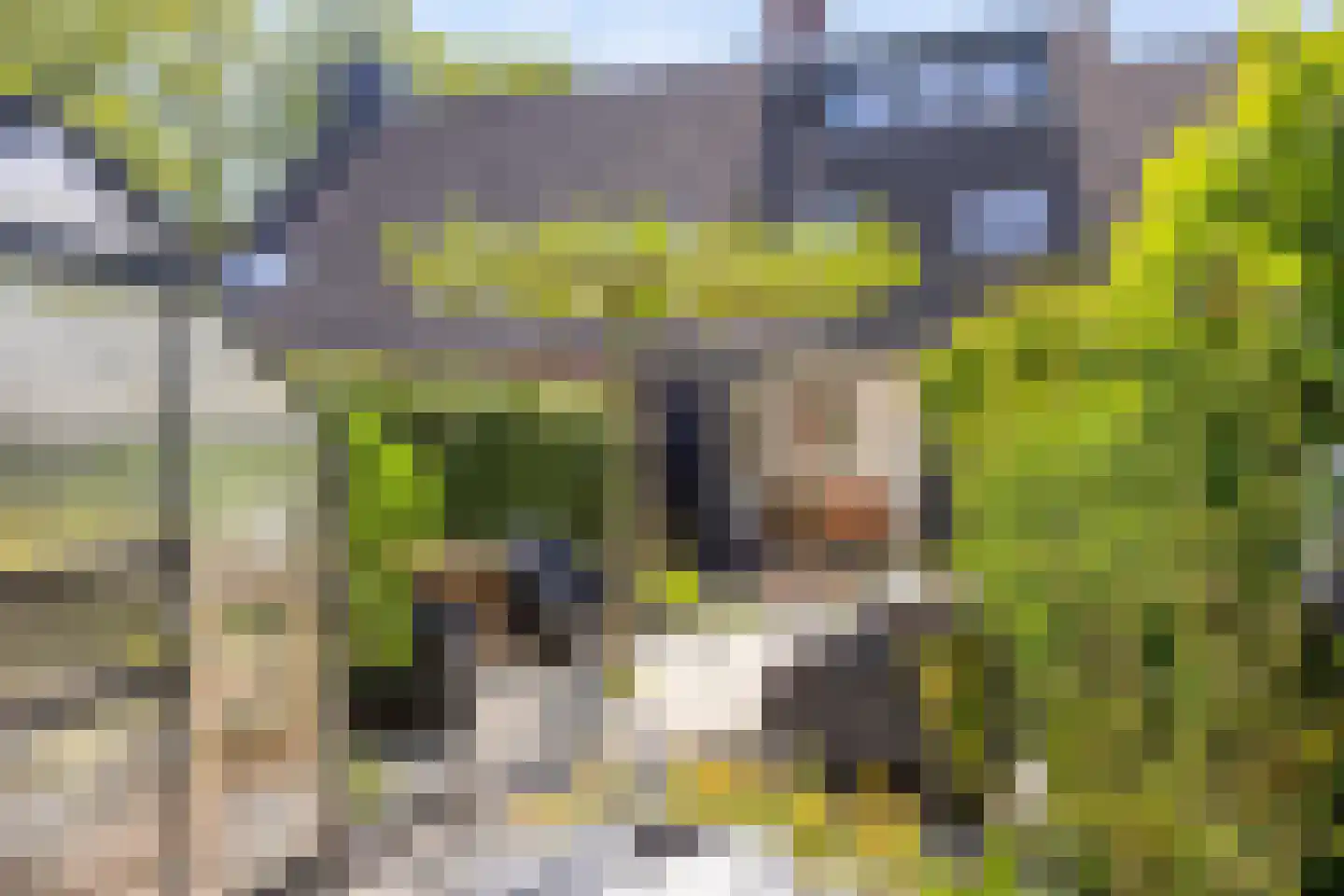 Paardebloem 7 Zwaag thumbnail 42