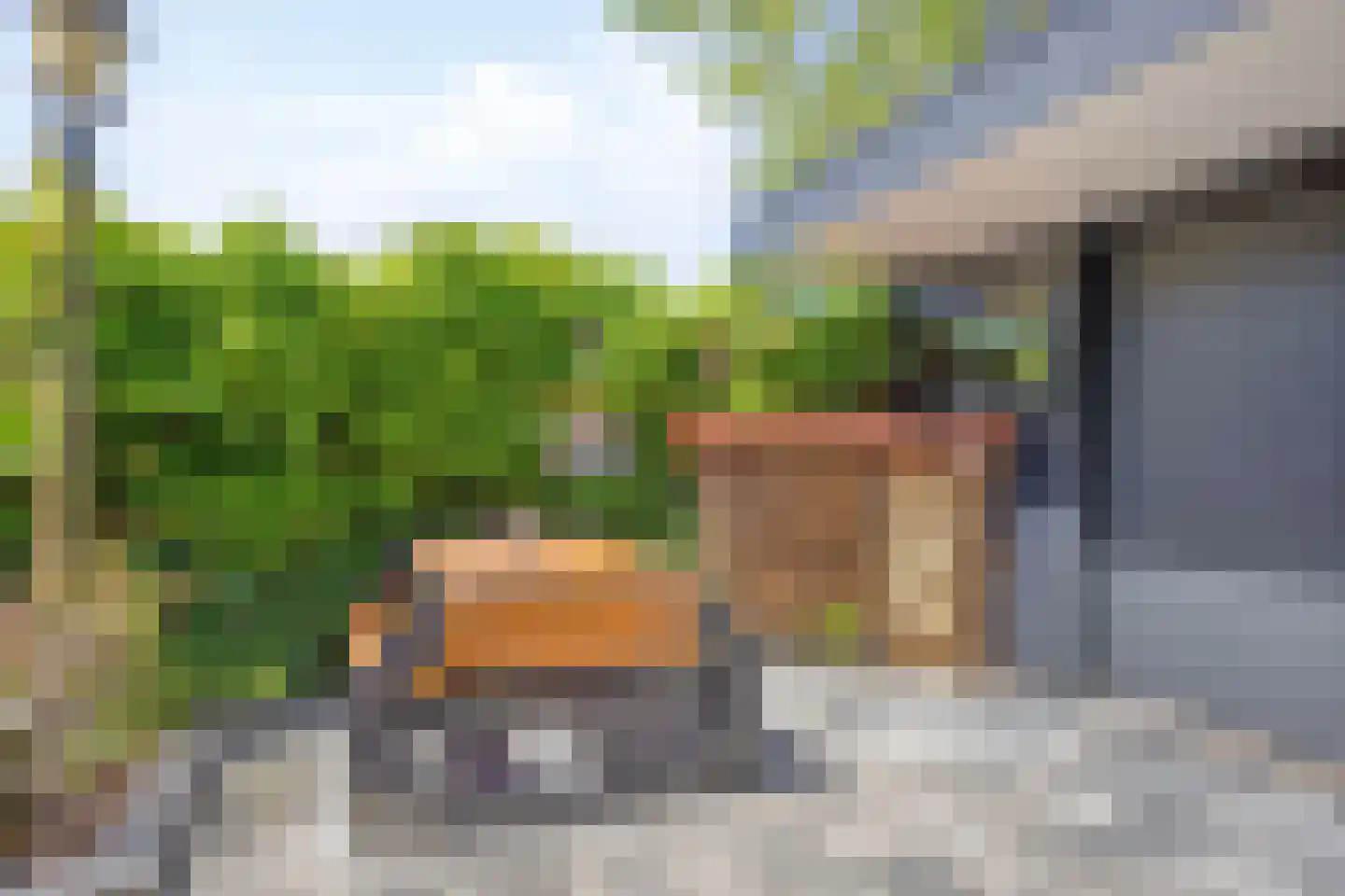 Paardebloem 7 Zwaag thumbnail 44
