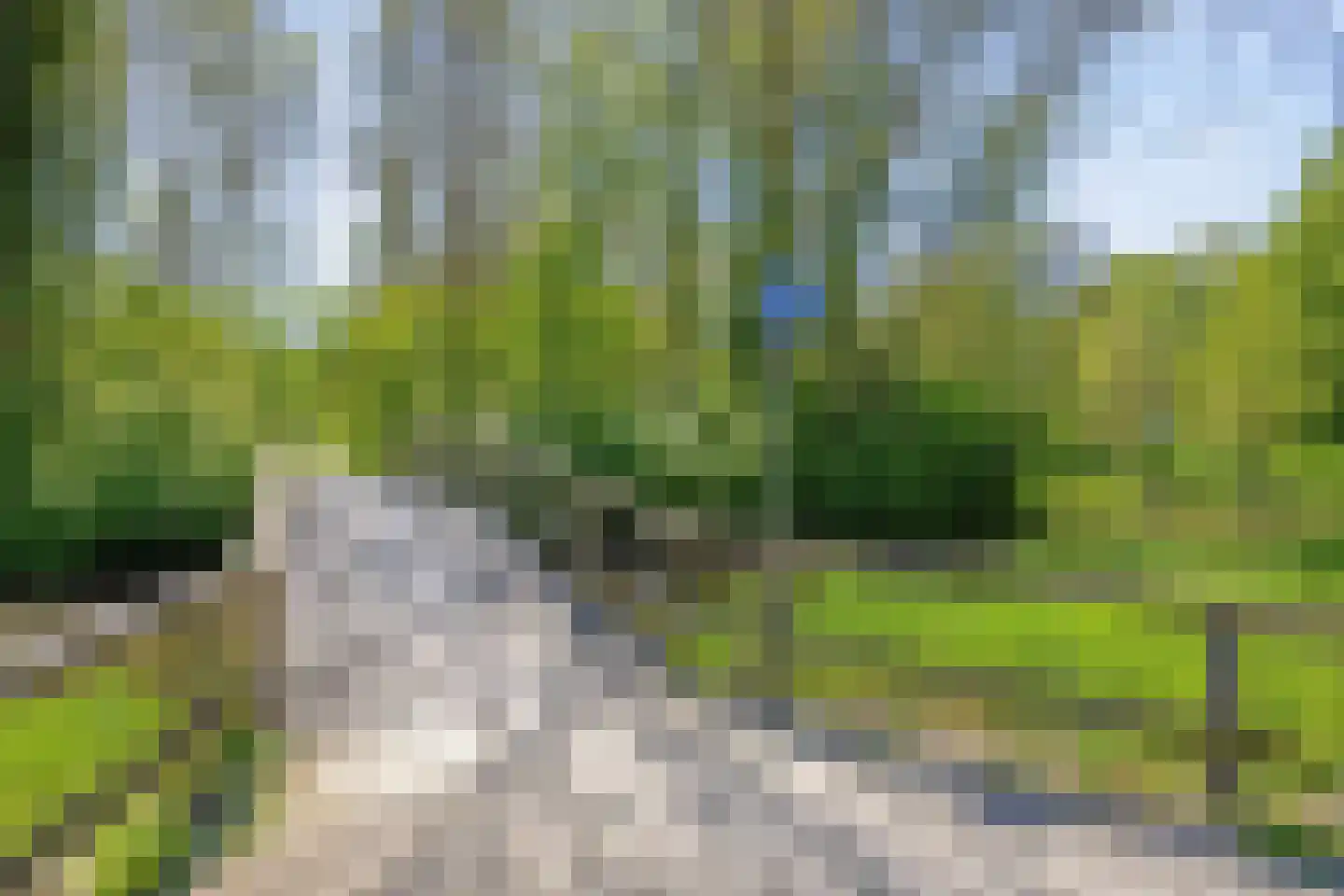 Paardebloem 7 Zwaag thumbnail 45