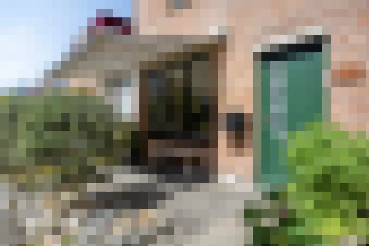 Paardebloem 7 Zwaag thumbnail 7