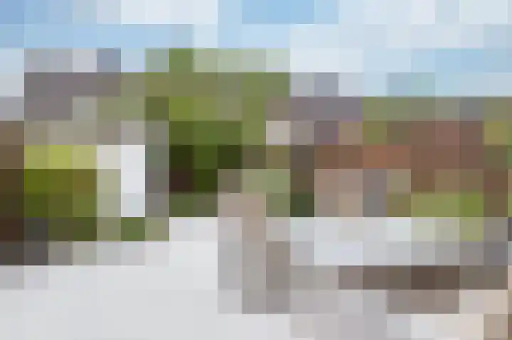 Paardebloem 73 Zwaag thumbnail 26