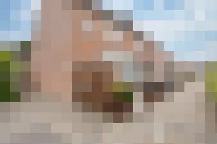 Paardebloem 73 Zwaag thumbnail 5