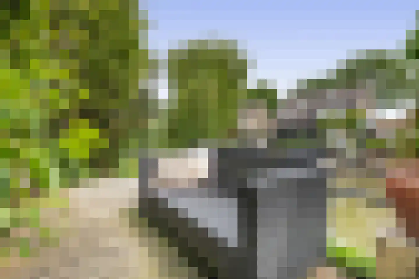 Paardebloem 75 Duiven thumbnail 31