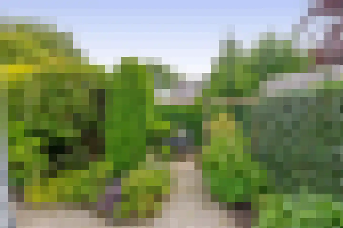 Paardebloem 75 Duiven thumbnail 33