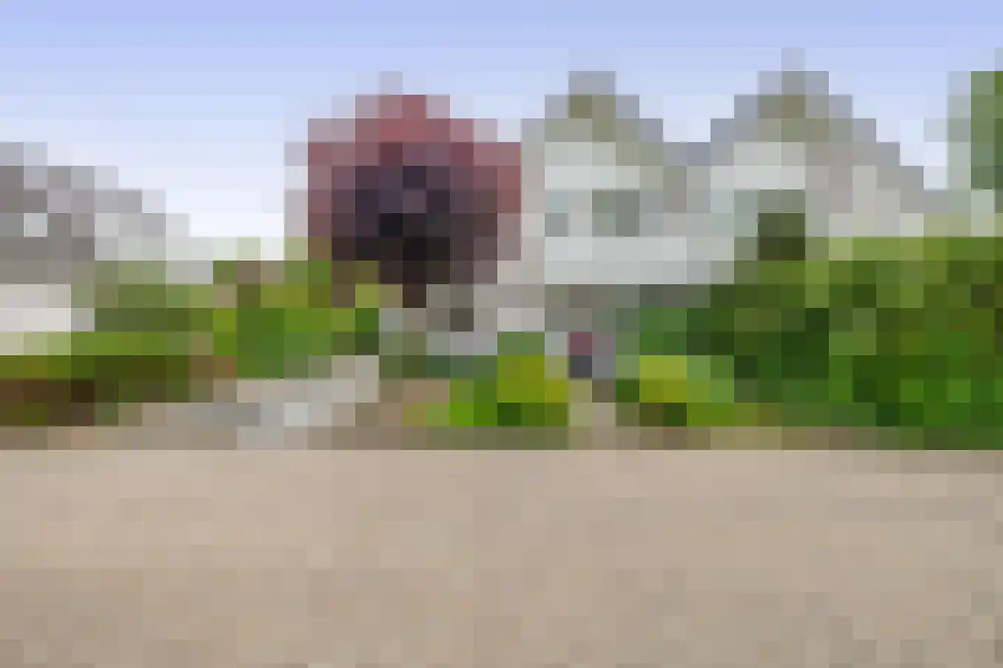 Paardebloem 75 Duiven thumbnail 58