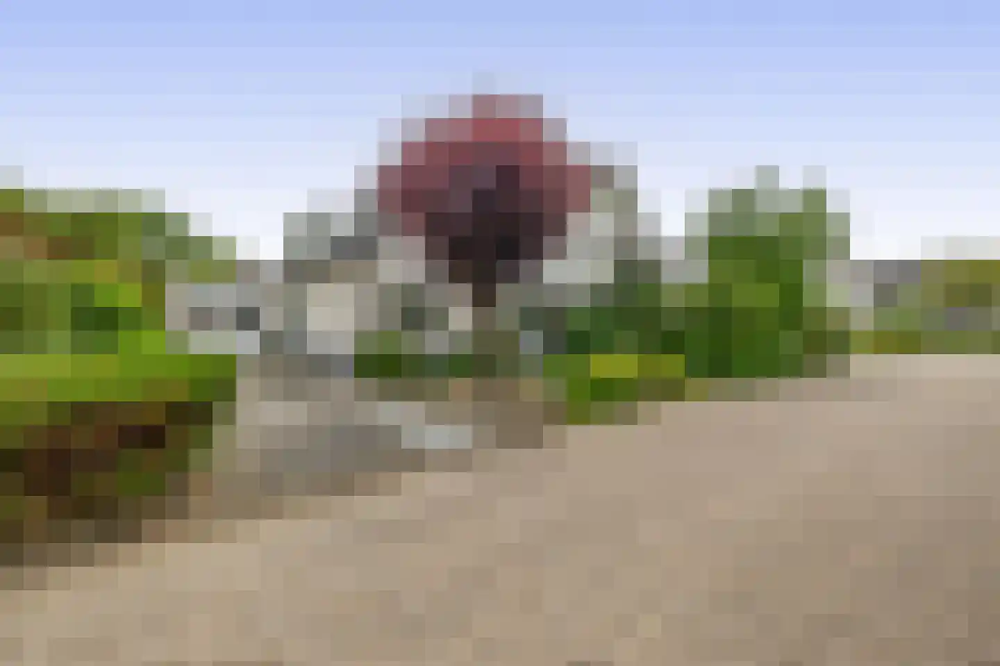 Paardebloem 75 Duiven thumbnail 59