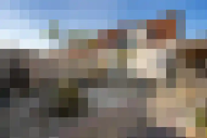 Paardebloem 9 Sneek thumbnail 34