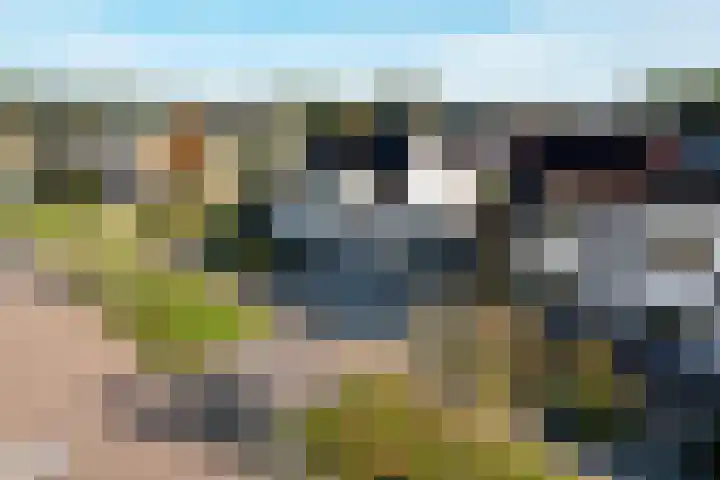 Paardebloem 9 Sneek thumbnail 37