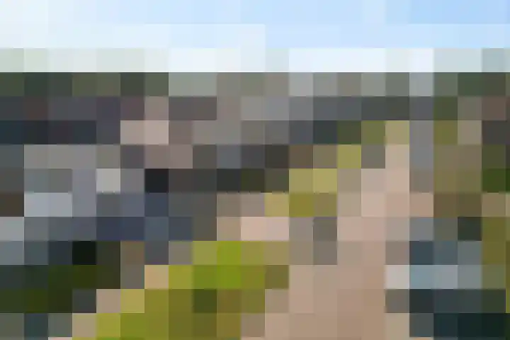 Paardebloem 9 Sneek thumbnail 39