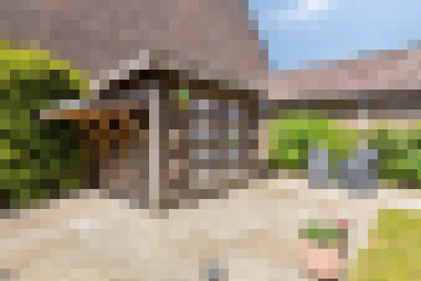 Paardebloem 98 Zwaag thumbnail 31