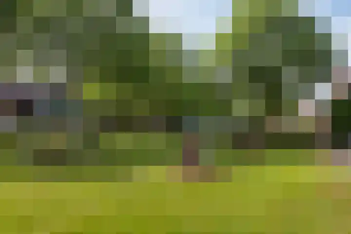Paardebloemstraat 25 Klaaswaal thumbnail 36