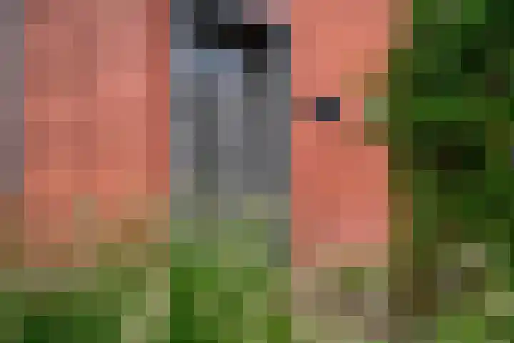 Paardebloemstraat 32 Arnhem thumbnail 6