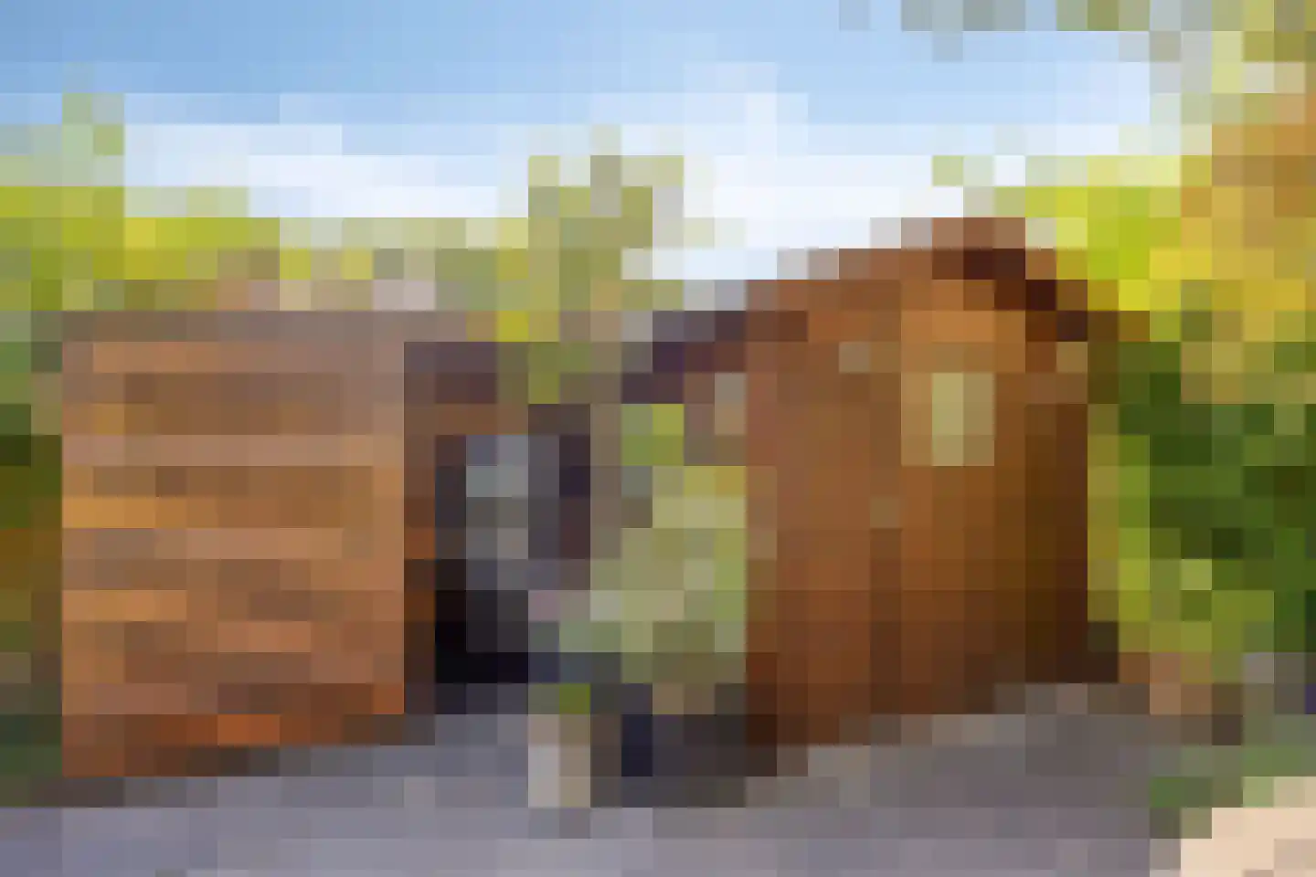 Paardebloemweg 9 Zoeterwoude thumbnail 17