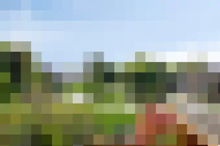 Paardenakker 21 Wormer thumbnail 25