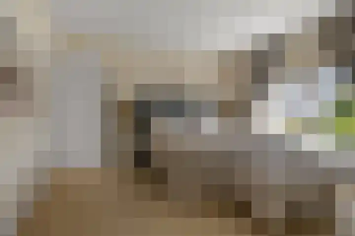 Paardenakker 25 Wormer thumbnail 21