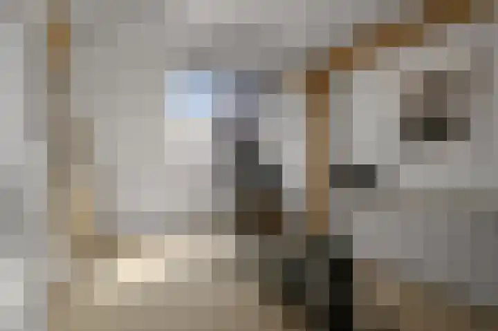Paardenakker 25 Wormer thumbnail 37