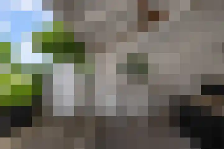 Paardenakker 25 Wormer thumbnail 46