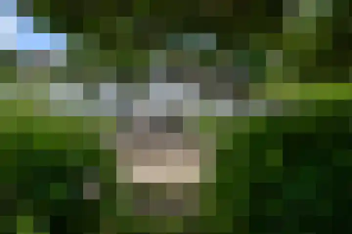 Paardenakker 25 Wormer thumbnail 47