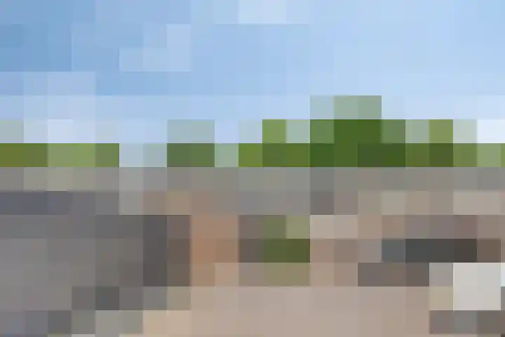 Paardenbloem 11 Berghem thumbnail 37