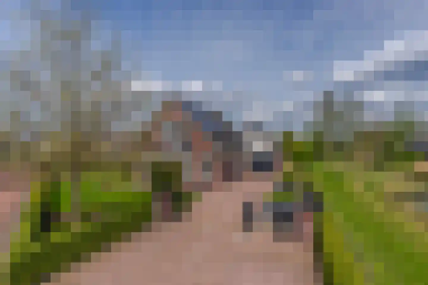 Paardenbloem 21 Driel