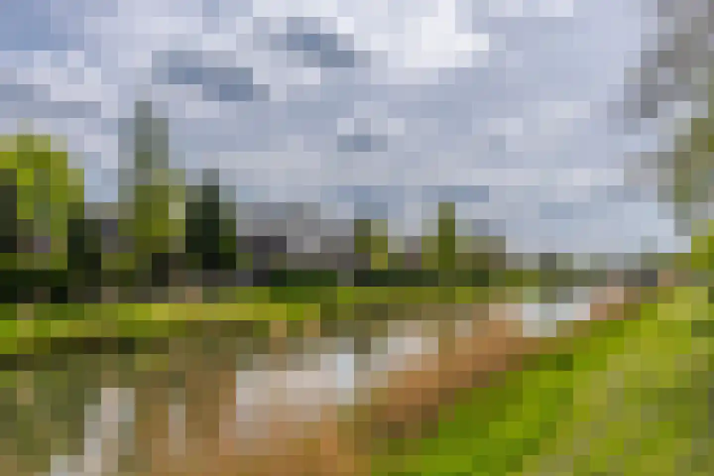 Paardenbloem 21 Driel thumbnail 39