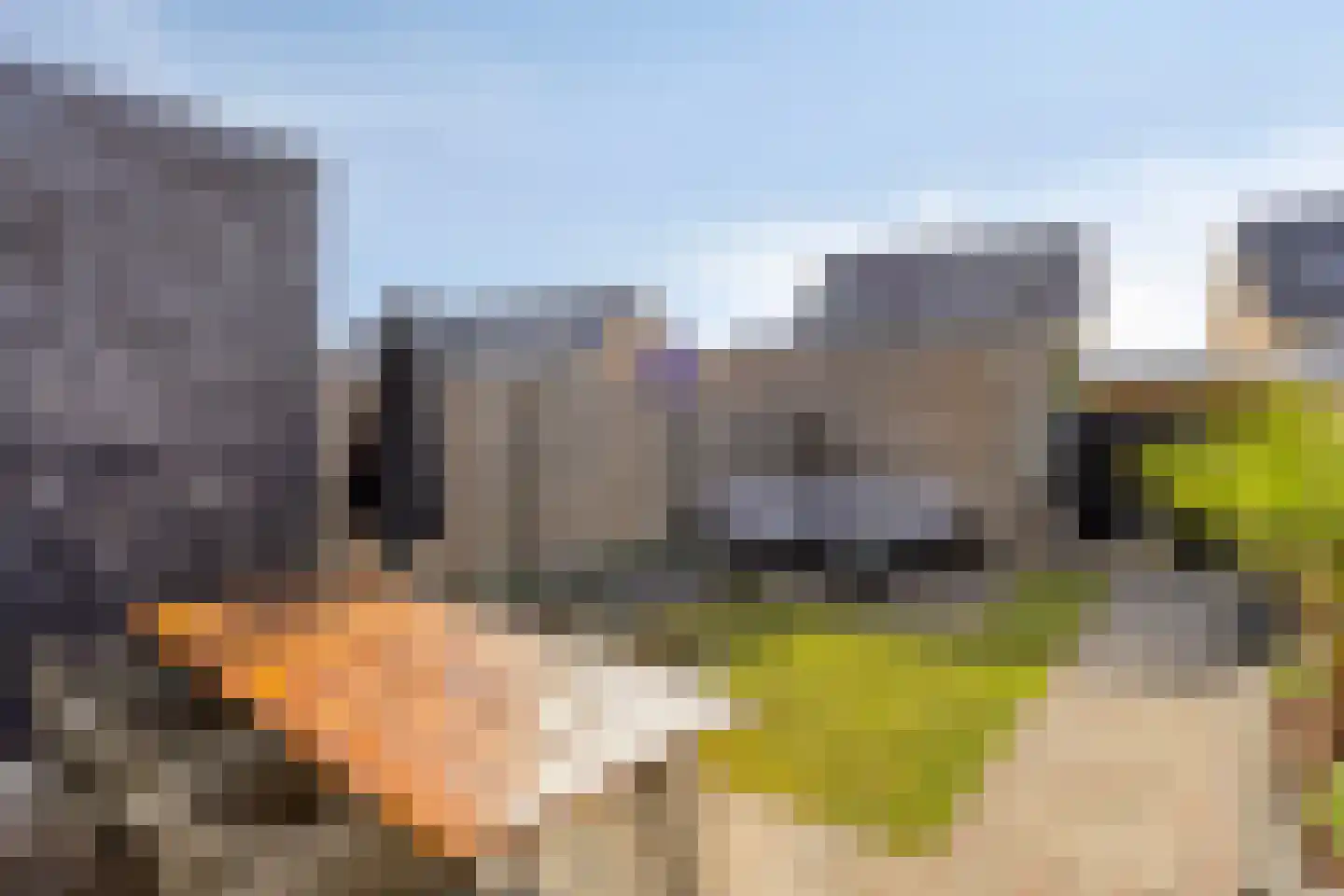 Paardenbloem 25 Berghem thumbnail 31