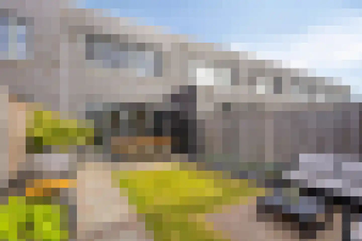 Paardenbloem 25 Berghem thumbnail 34