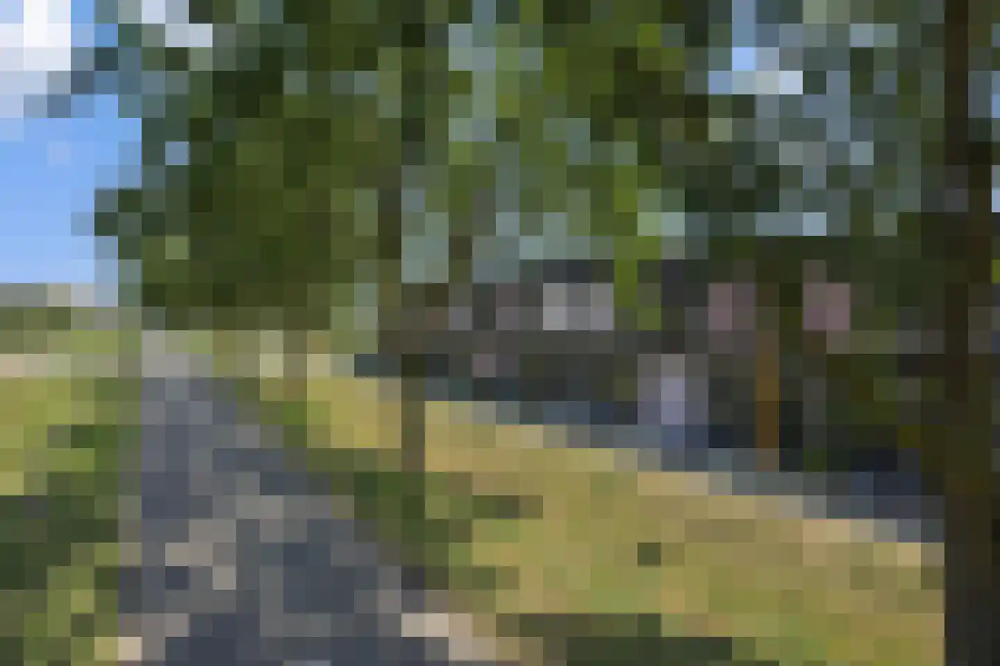Paardenbloem 41 Berghem thumbnail 41