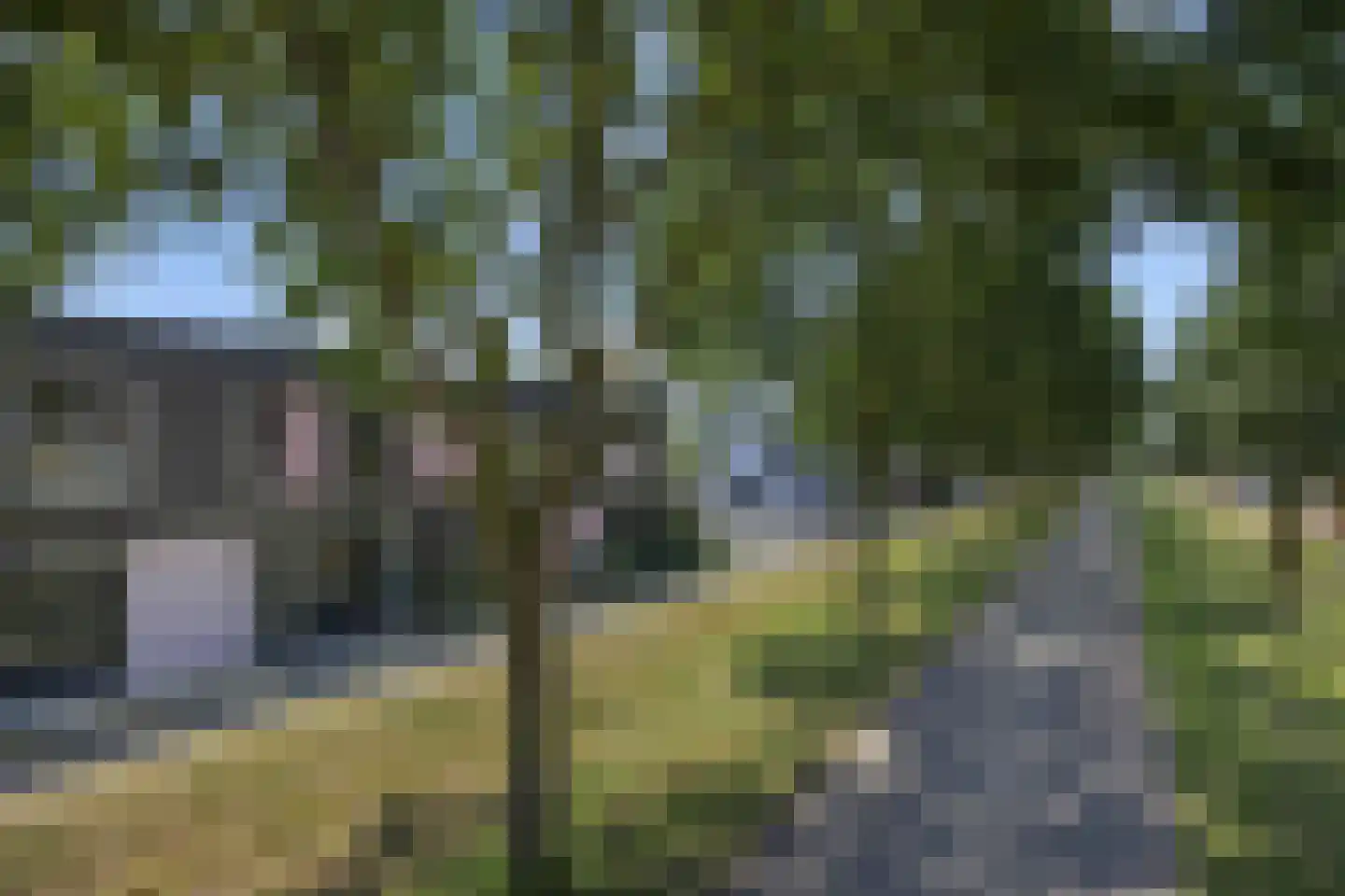 Paardenbloem 41 Berghem thumbnail 44