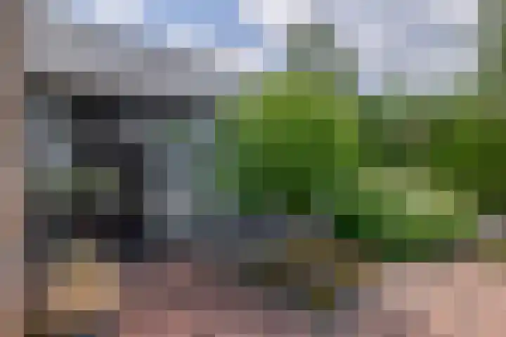 Paardenbloem 7 Zevenbergen thumbnail 10
