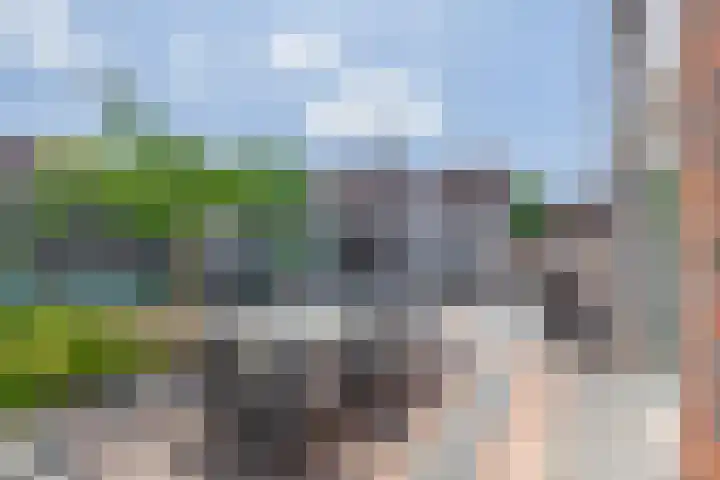 Paardenbloem 7 Zevenbergen thumbnail 34