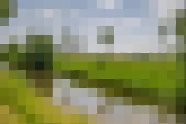 Paardenbloem 7 Zevenbergen thumbnail 43