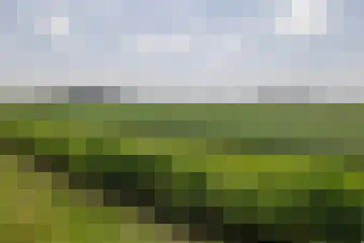 Paardenbloem 7 Zevenbergen thumbnail 44