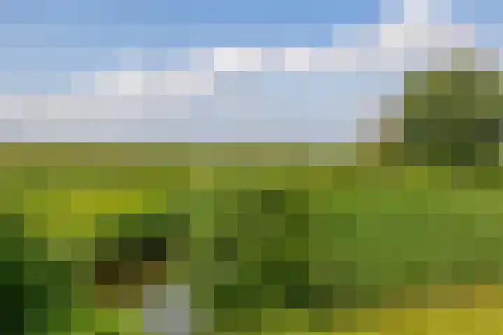 Paardenbloem 7 Zevenbergen thumbnail 45
