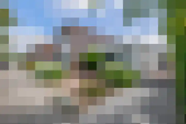 Paardenbloem 7 Zevenbergen thumbnail 5